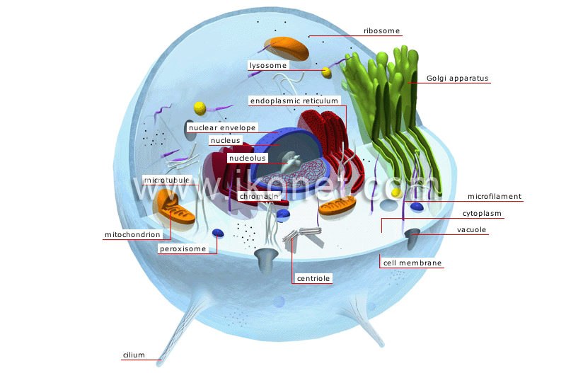 microtubule animal cell