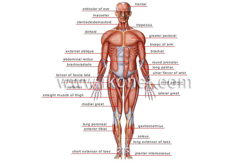 front muscles anatomy