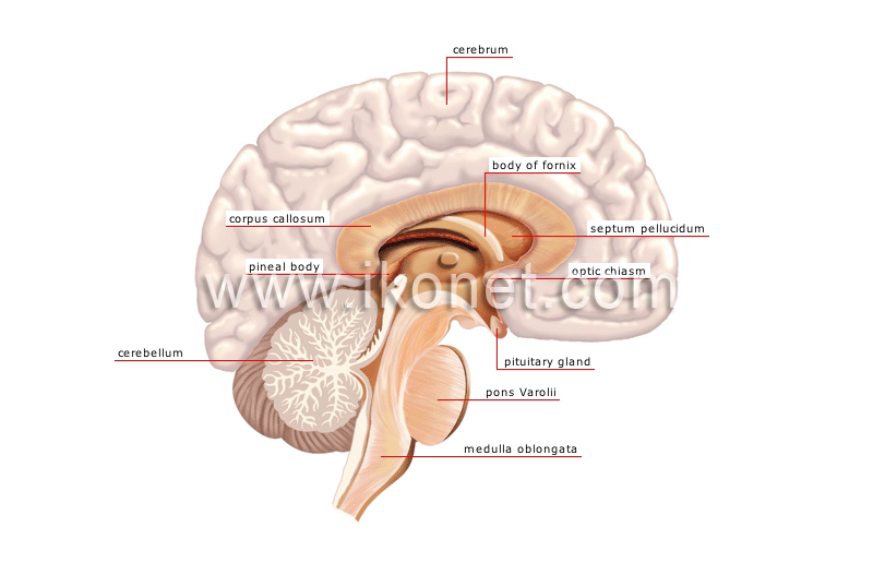 human being > anatomy > nervous system > central nervous system image