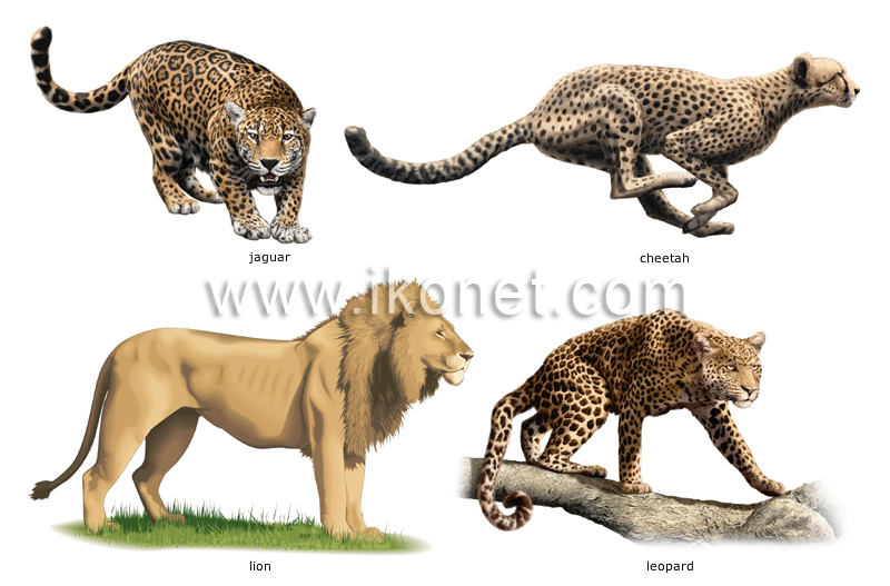 Mammals Examples