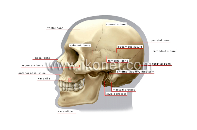 skull labeled sutures