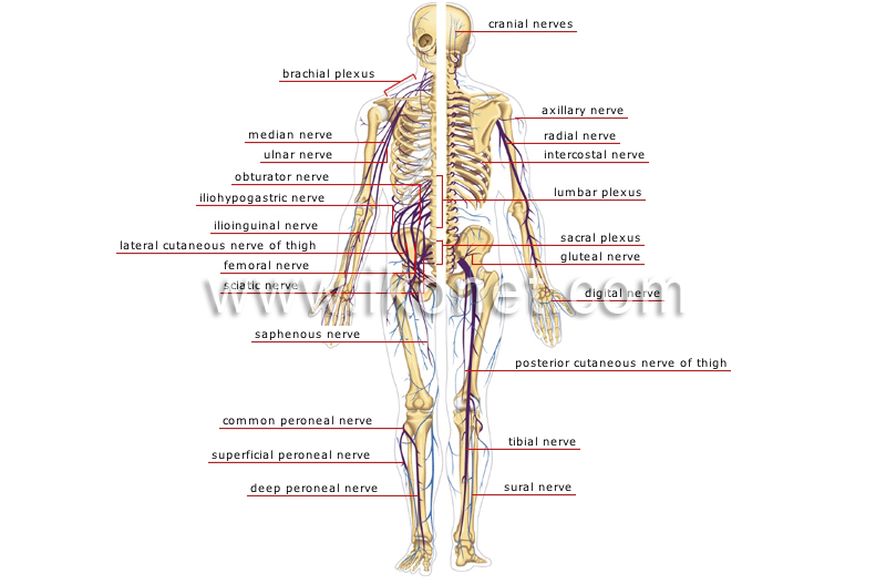 peripheral nervous system image