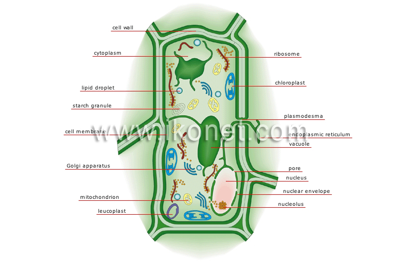 cell membrane in a plant cell