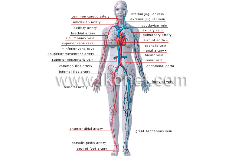 arteries and veins diagram
