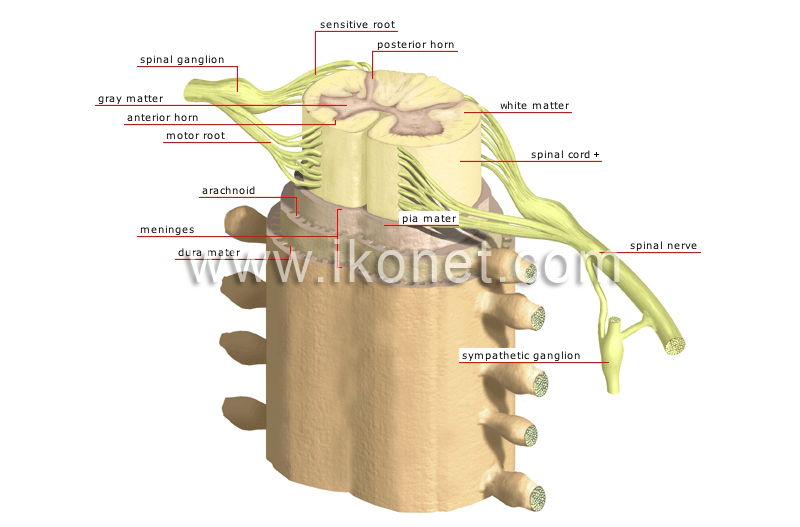 human spinal cord diagram labeled