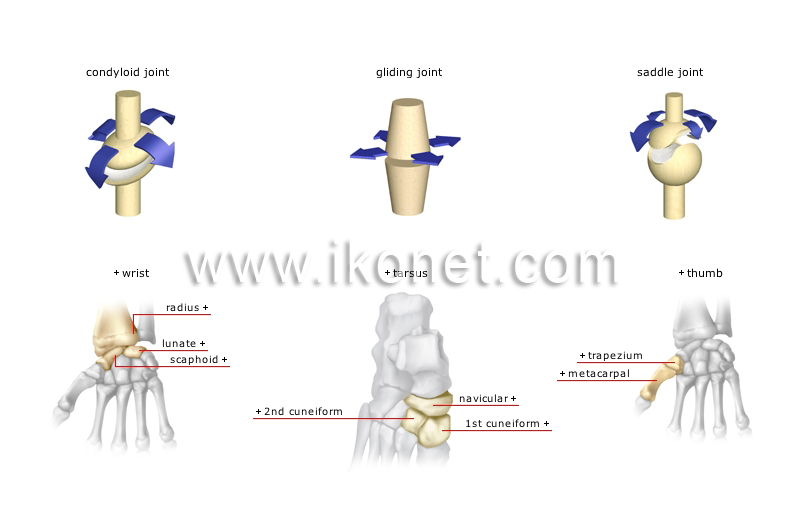 types of synovial joints image