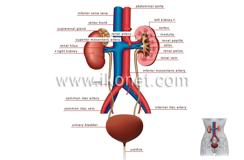 human being > anatomy > urinary system image - Visual Dictionary