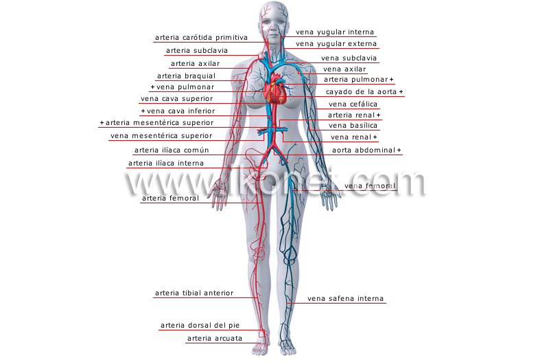 principales venas y arterias image