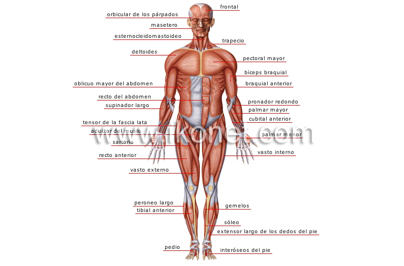 Huesos Del Cuerpo Humano Vista Posterior