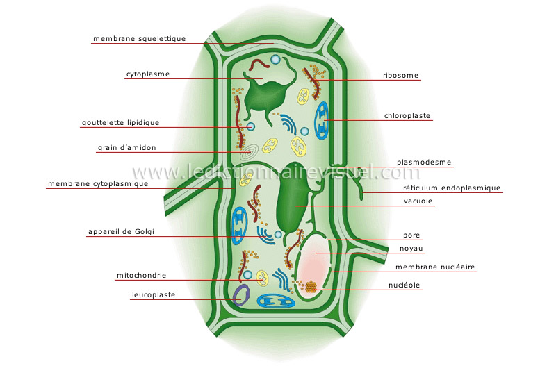 Cellule Vegetale