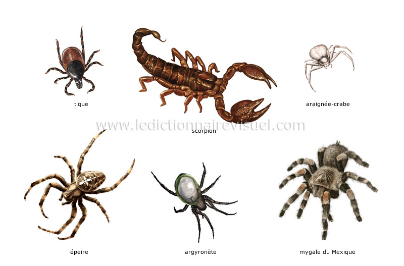 exemples-arachnides-285290.jpg