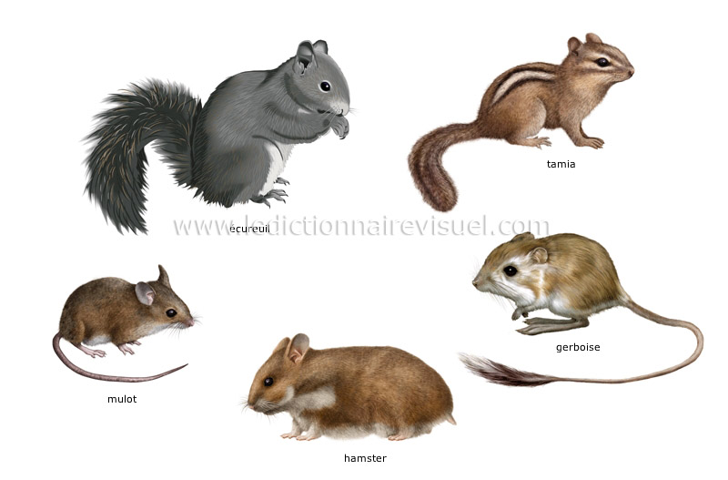 exemples de mammifères rongeurs image