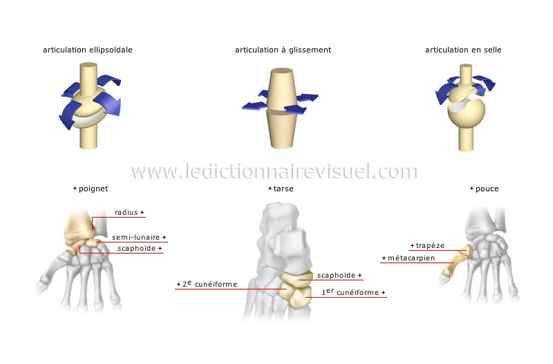 types d’articulations synoviales image