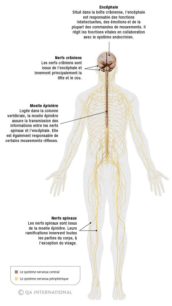 Structure du système nerveux