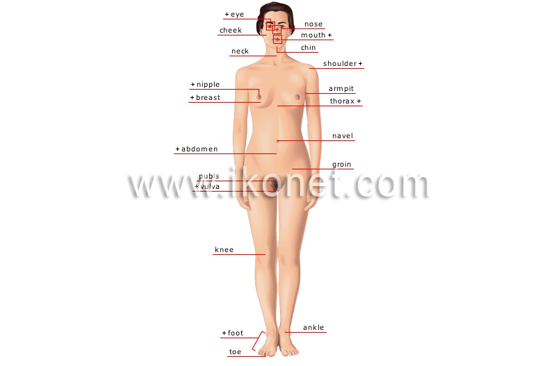 human being > human body > woman > anterior view image