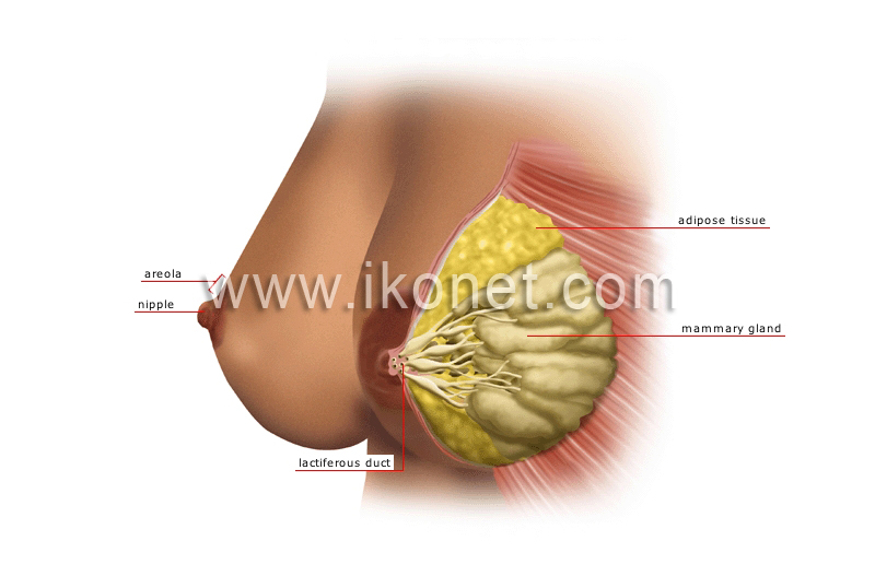 Breast in English • Writing and pronunciation (with pictures)