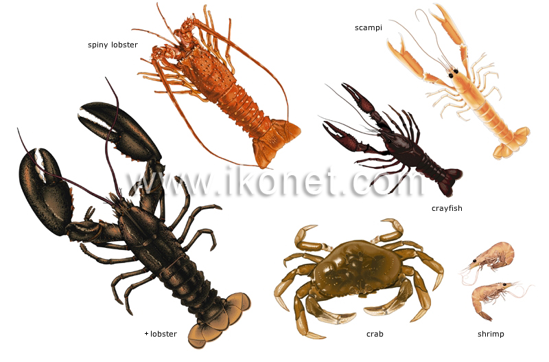 food and kitchen > food > crustaceans image - Visual Dictionary