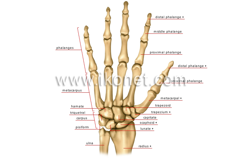 human being > anatomy > skeleton > hand image - Visual Dictionary