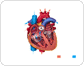 Le coeur et le système cardiovasculaire