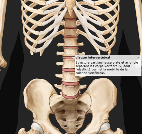 squelette humain  Squelette corps humain, Anatomie du corps humain,  Anatomie corps humain
