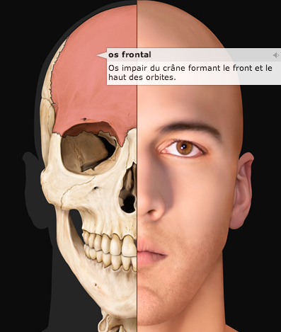 squelette humain  Squelette corps humain, Anatomie du corps