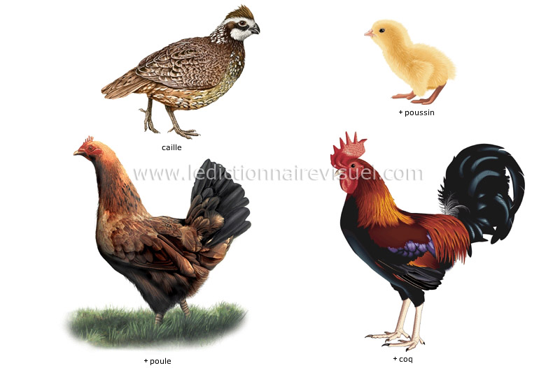 règne animal > oiseaux > oiseau > aile image - Dictionnaire Visuel
