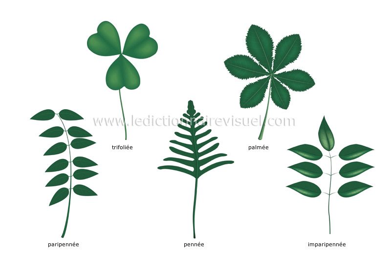 règne végétal > feuille > feuilles composées image - Dictionnaire Visuel