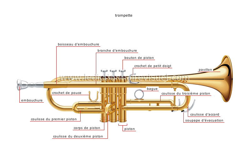 Les différentes parties de l'anatomie d'une trompette à pistons