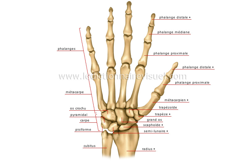 Os de la main : anatomie, rôle, pathologies