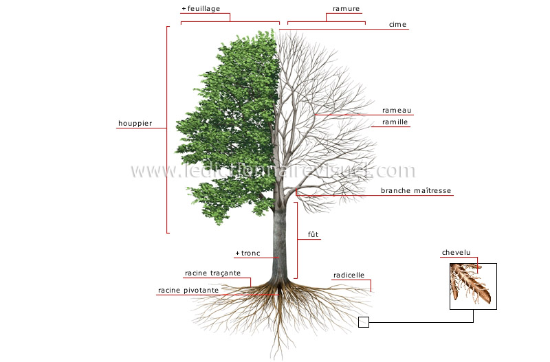 règne végétal > arbre > structure d’un arbre image - Dictionnaire Visuel