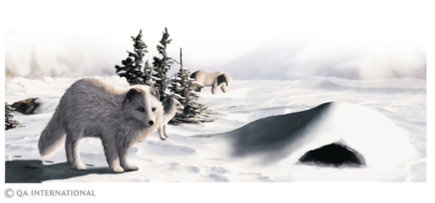 Faune polaire : les animaux du Grand Nord et de l'Antarctique