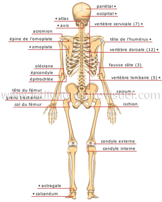 Le squelette humain  Dictionnaire Visuel